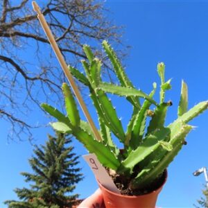 Lepismium monacanthum