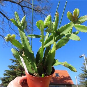 Lepismium monacanthum