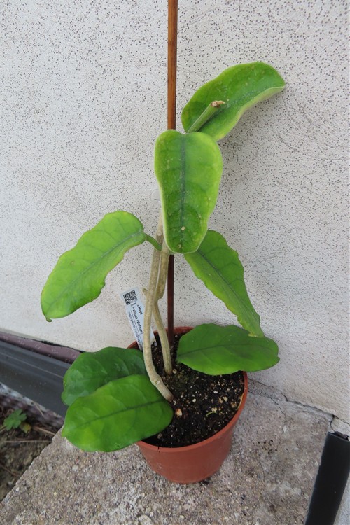 Hoya villosa Vietnam