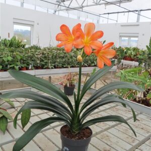 Clivia miniata peach