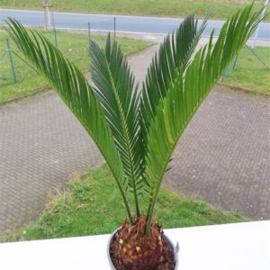Palmfarn Cycas