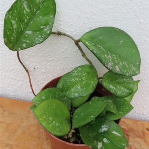 Hoya Freckles Splash