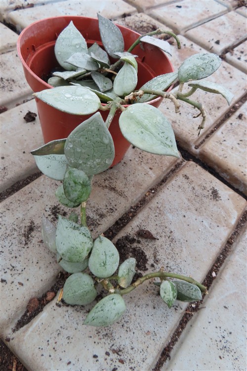 Hoya krohniana Eskimo
