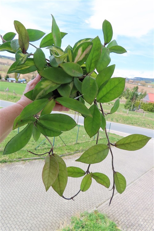 Hoya carnosa tricolor