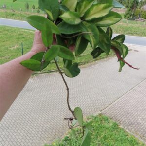 Hoya carnosa tricolor