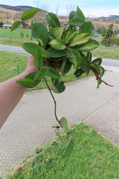 Hoya carnosa tricolor