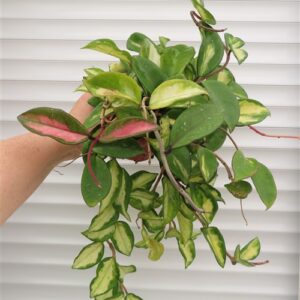 Hoya carnosa tricolor