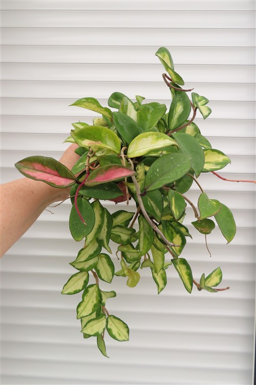 Hoya carnosa tricolor