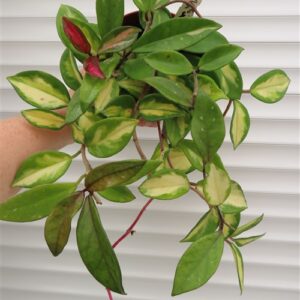 Hoya carnosa tricolor