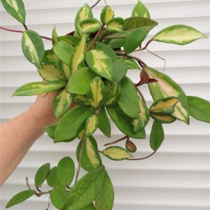 Hoya carnosa tricolor