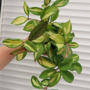 Hoya carnosa tricolor