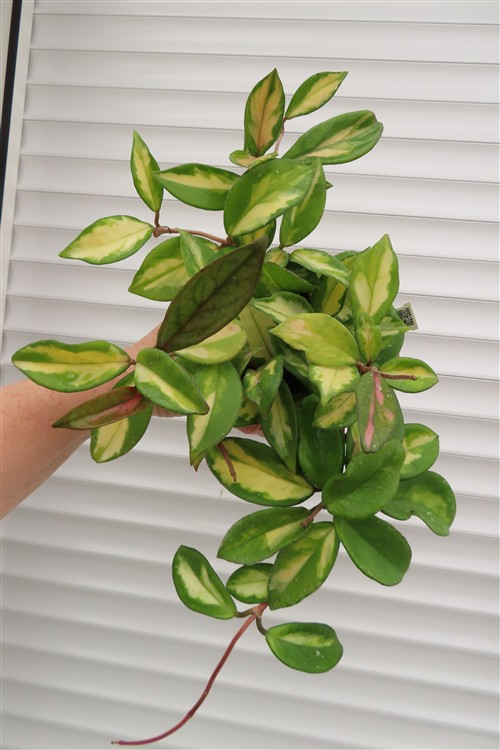 Hoya carnosa tricolor