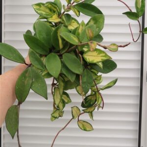 Hoya carnosa tricolor