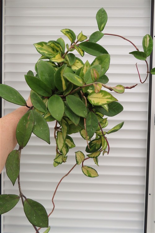 Hoya carnosa tricolor