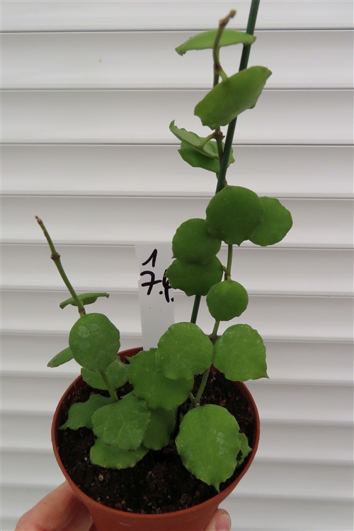 Hoya endauensis