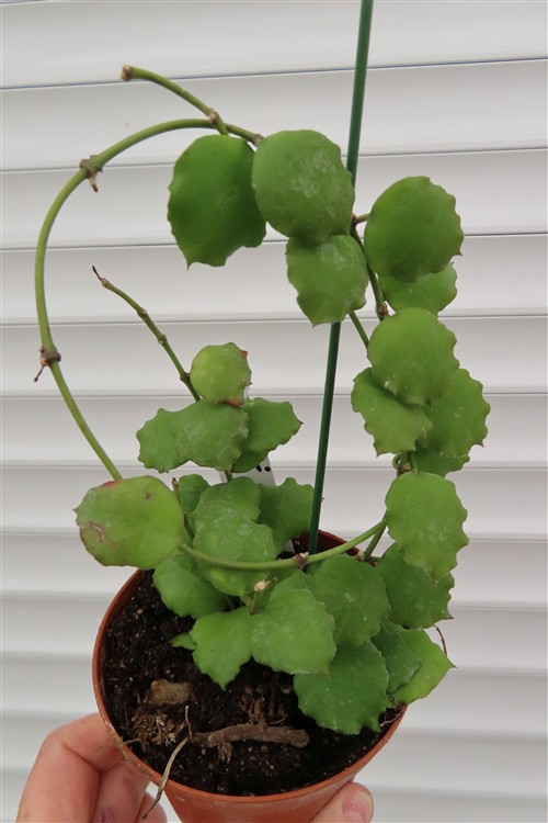 Hoya endauensis