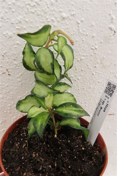 Hoya sp. Bruno