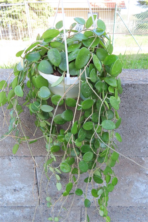 Hoya mathilde