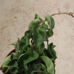 Hoya carnosa compacta krinkle