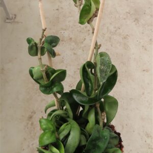 Hoya carnosa compacta krinkle