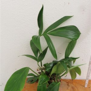 Epipremnum pinnatum Dragon Tail