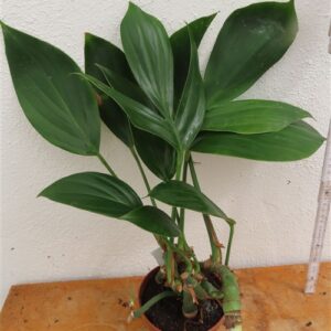 Epipremnum pinnatum Dragon Tail