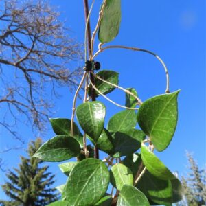 Hoya allg.