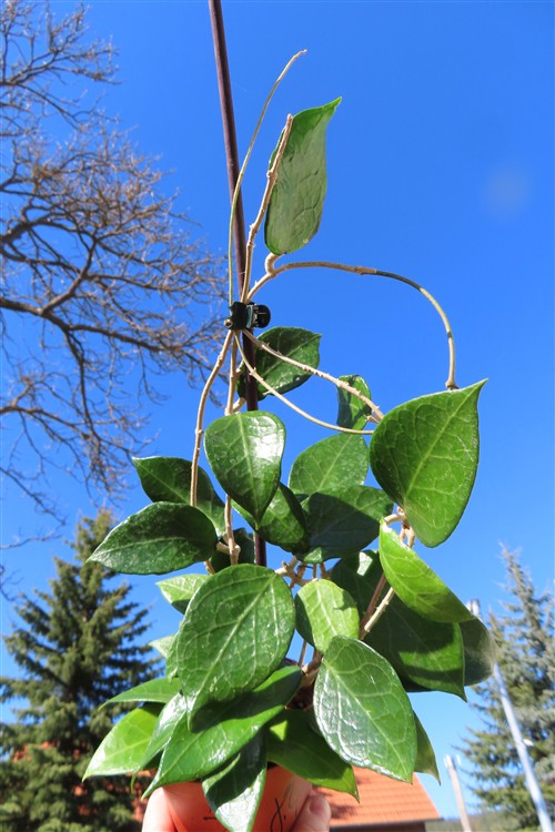 Hoya allg.
