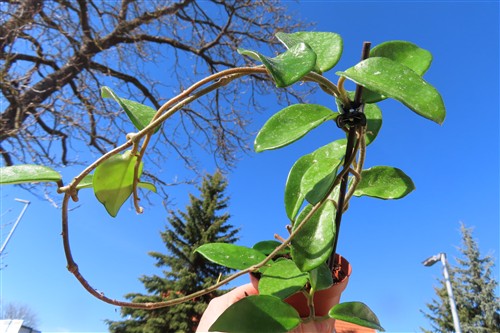 Hoya allg.