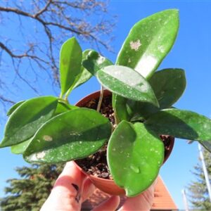 Hoya allg.