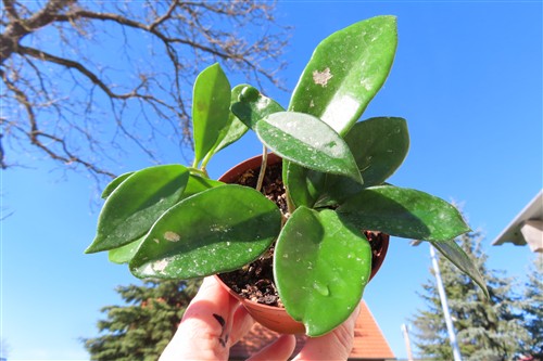 Hoya allg.