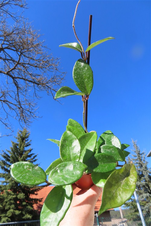 Hoya allg.