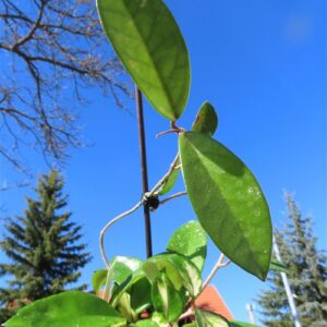 Hoya allg.