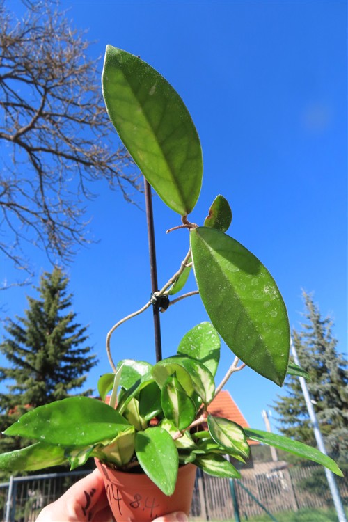 Hoya allg.