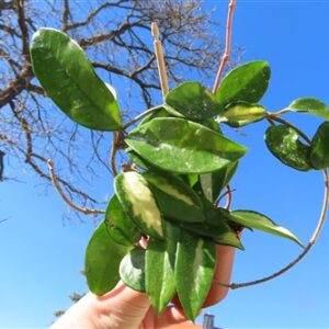 Hoya allg.