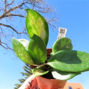 Hoya allg.