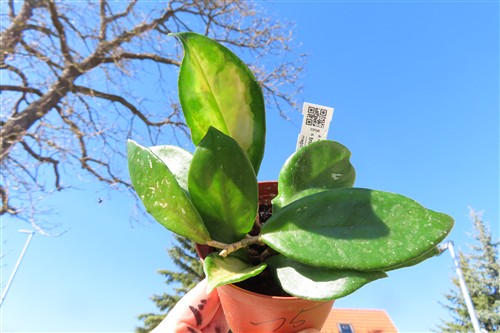 Hoya allg.
