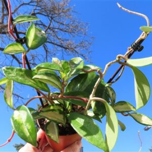 Hoya allg.