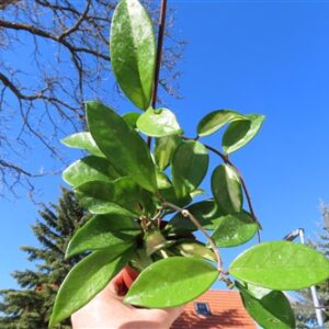 Hoya allg.