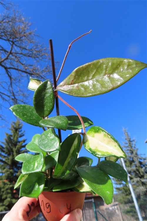 Hoya allg.