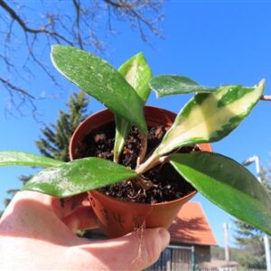 Hoya allg.