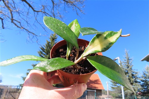 Hoya allg.