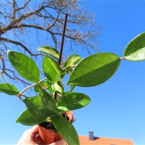 Hoya allg.