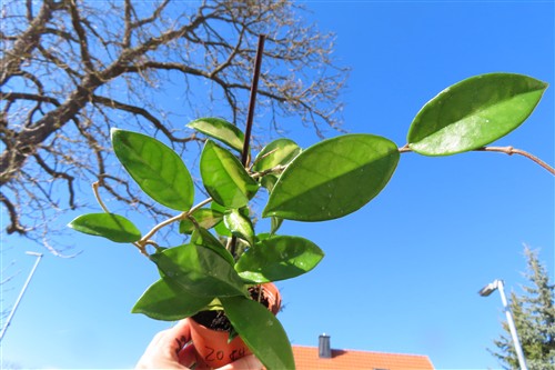 Hoya allg.