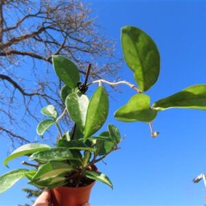 Hoya allg.