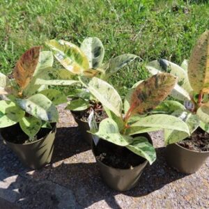 Ficus elasica shivereana