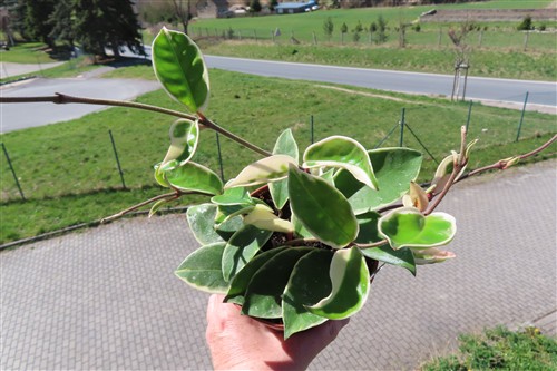 Hoya carnosa Krimson Queen