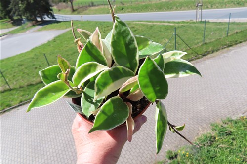 Hoya carnosa Krimson Queen