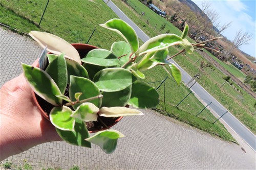 Hoya carnosa Krimson Queen
