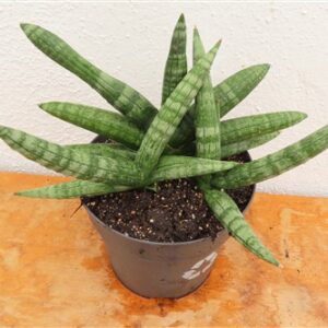 Sansevieria boncel